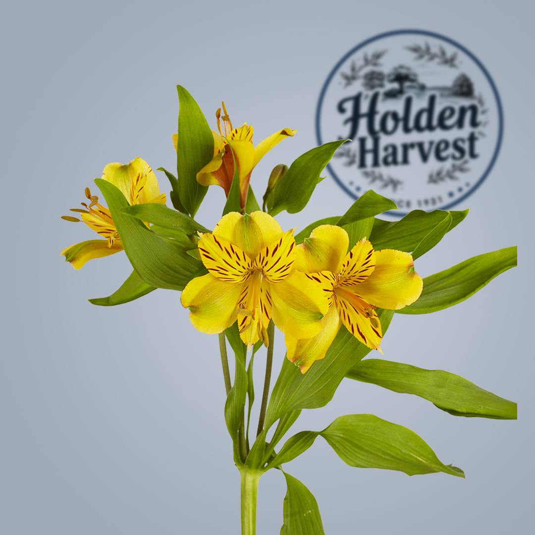 Holden Harvest alstroemeria